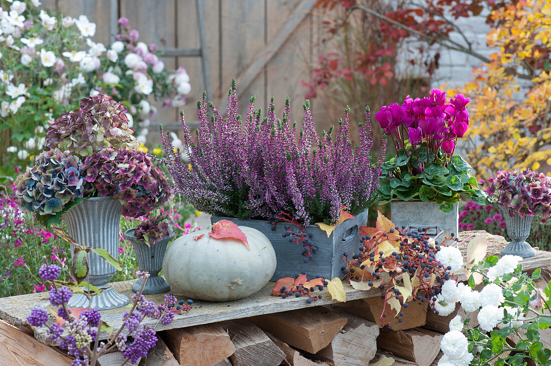 Wooden boxes with budding heather and cyclamen, bouquets of faded hydrangea flowers, gourd, five leafed ivy, Callicarpa bodinieri, and white chrysanthemum