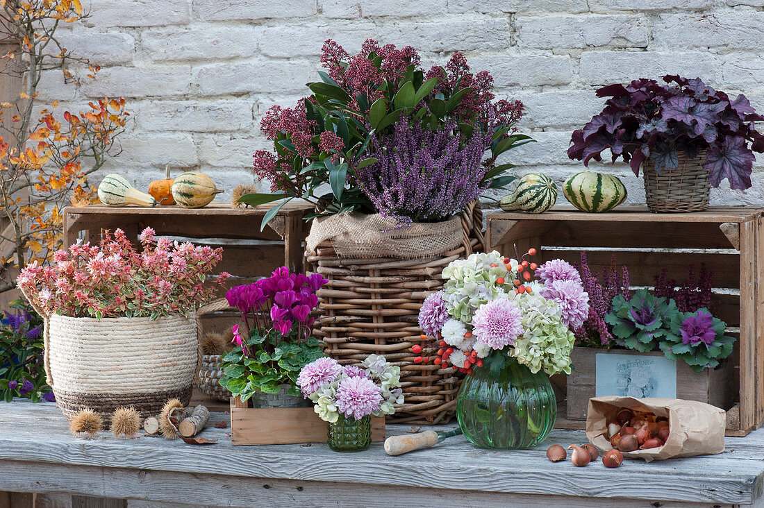 Budding heather and flowering skimmia winterproof packed in a basket, bouquets of chrysanthemums and hydrangea, cyclamen, abelia 'Kaleidoscope', ornamental cabbage, coral bells, and a bag of tulip bulbs