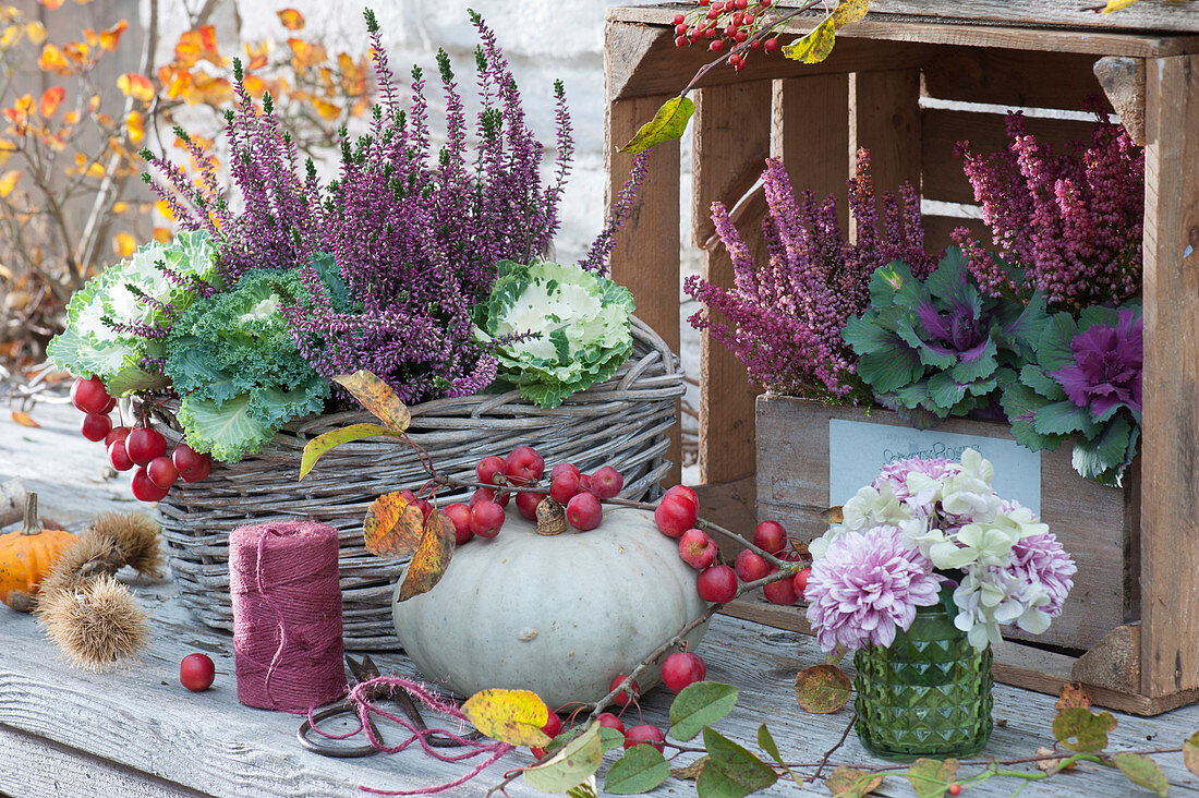 Autumn arrangement with budding heather, ornamental cabbage, bell heather, edible pumpkin, ornamental apple, and bouquet of chrysanthemum and hydrangea