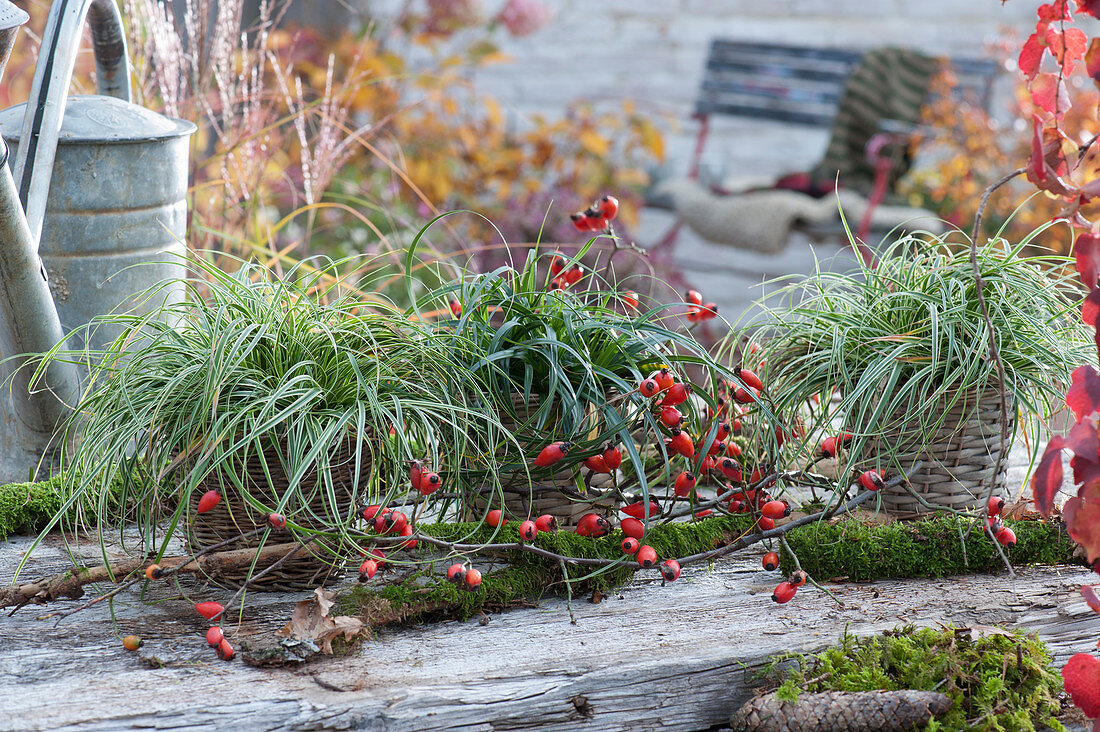 Evergreen grasses in baskets: Sedge 'Evercream' and 'Ribbon Falls', branches with rose hips and moss