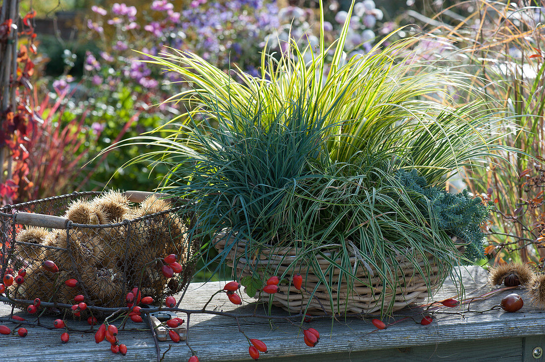 Basket planted with evergreen grasses: Sedge 'Evercream', carnation Sedge, Jenny's stonecrop 'Blue Cushion', Dwarf Calamus 'Ogon' and 'Variegatus