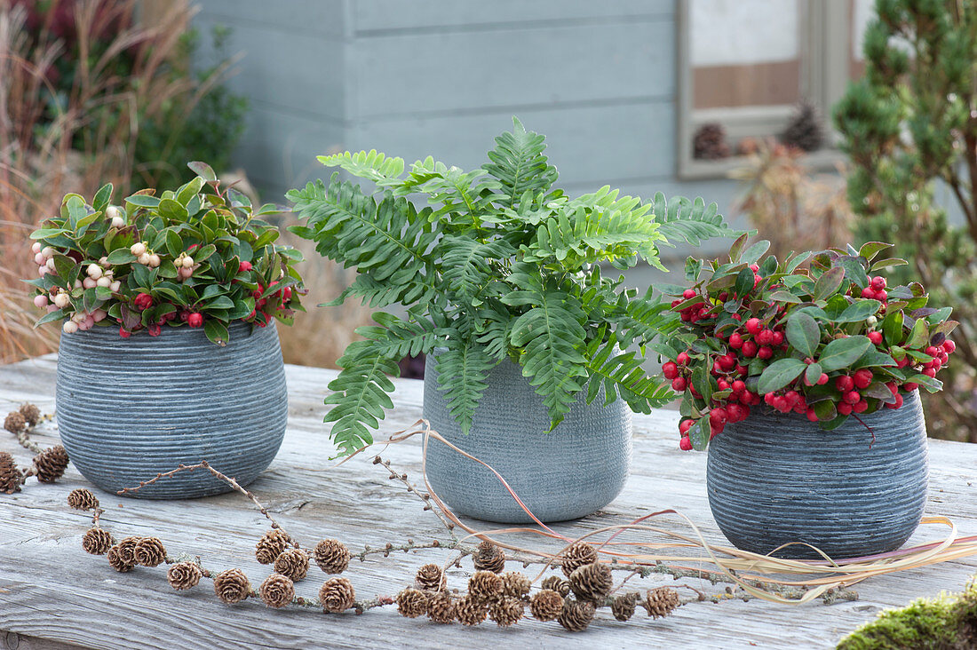 Pots with shamberry 'Winter Pearls' 'Panny Pu' and potted fern, twig with larch pinecones