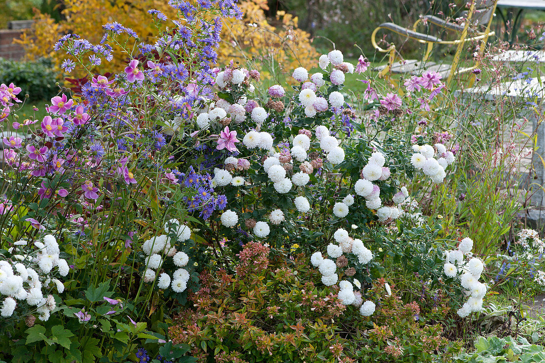 Autumn bed with chrysanthemums, autumn anemones, asters, and Abelia 'Kaleidoscope'