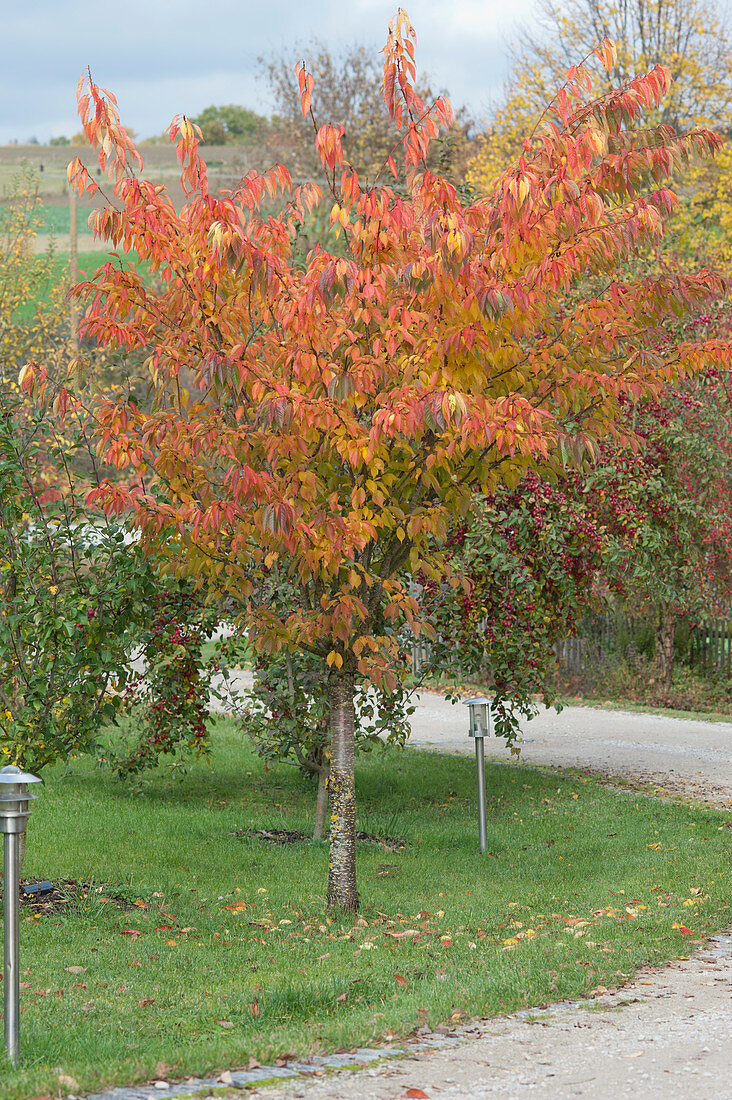 Zierkirsche in Herbstfarben, dahinter Zierapfelbäume