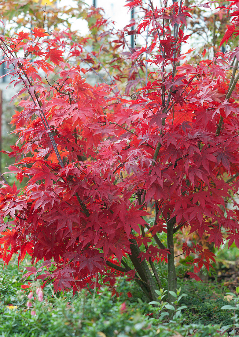 Japanischer Fächerahorn mit leuchtend rotem Herbstlaub