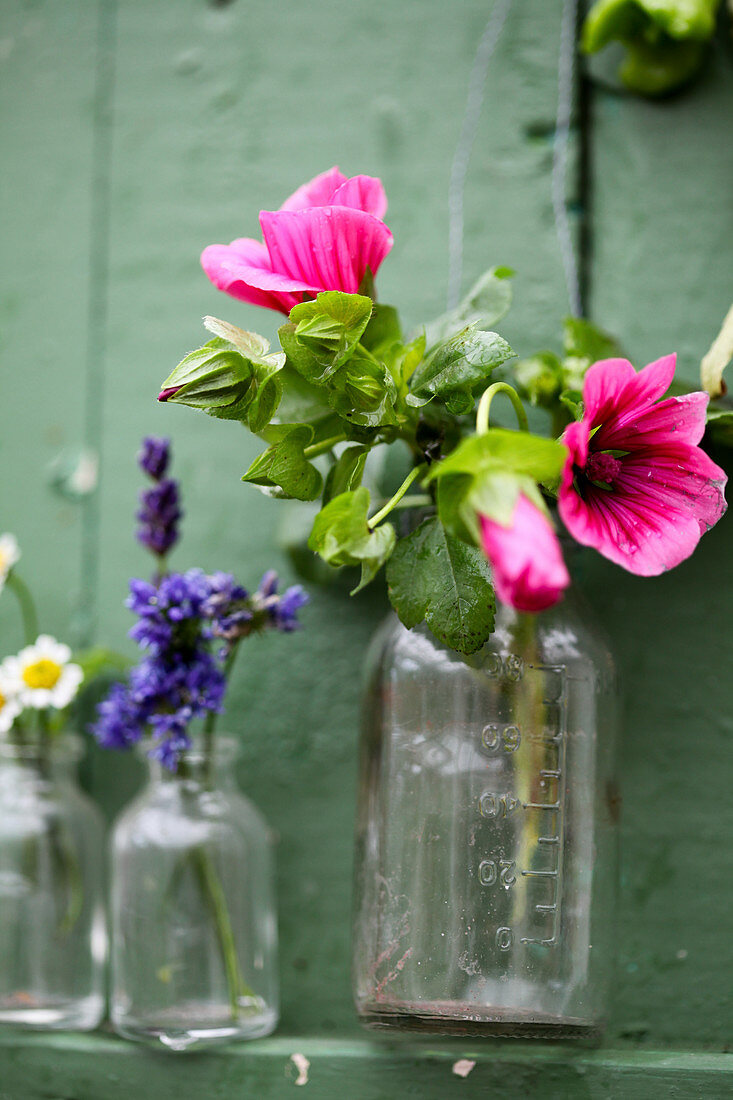Mallow flowers in glass bottle