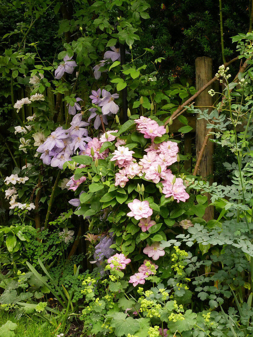 Clematis' Innocent Blush ', Clematis' Mrs. Cholmondeley ', Clematis' Innocent Glance' (left to right)