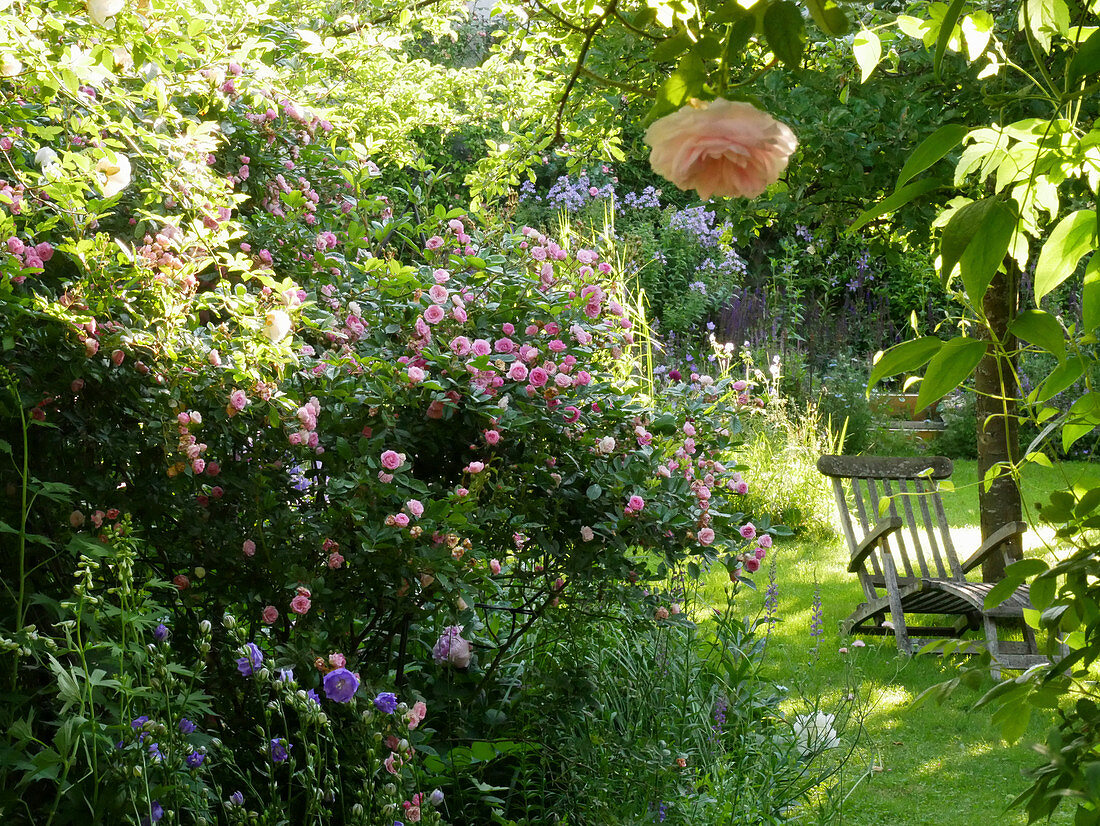 Ramberrose 'Frau Eva Schubert', Liegestuhl im Schatten unterm Baum