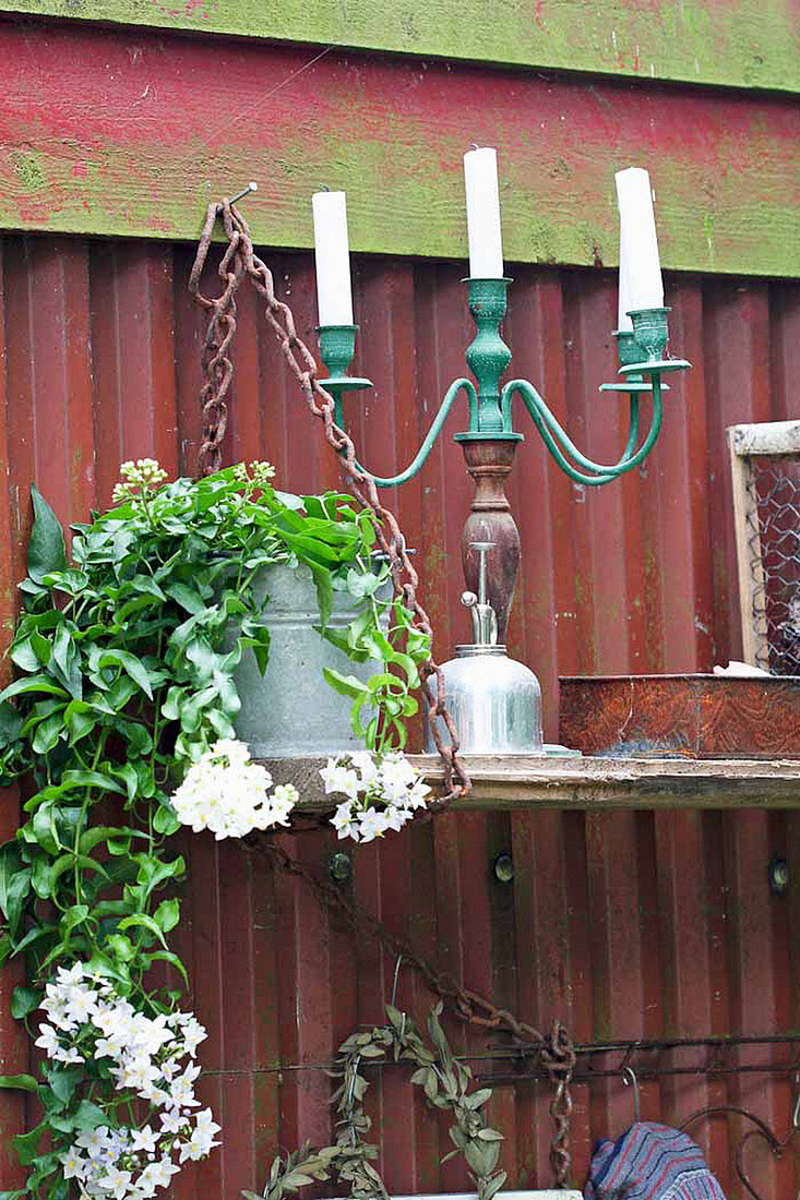 Potato vine next to candelabra on shelf