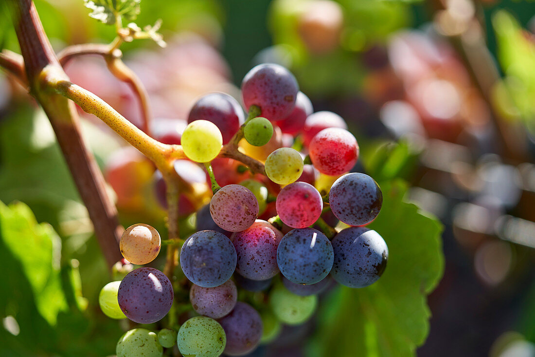 Various different coloured grapes on a vine