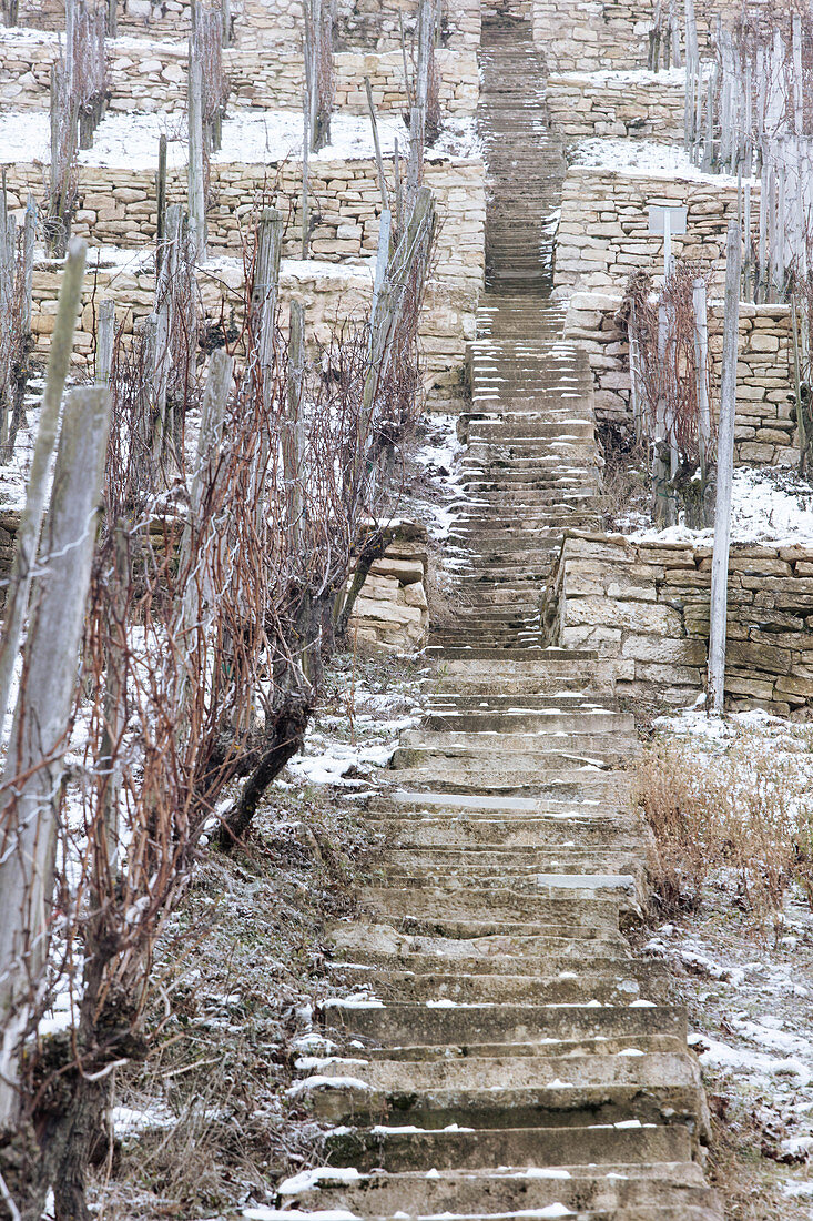 A vineyard landscape with steps, Martin Wassmer vineyard, Markgräflerland region, Baden, Germany