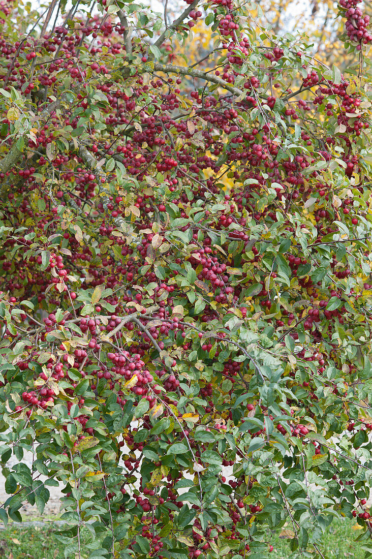 Crab apple tree 'Evereste' with red fruits