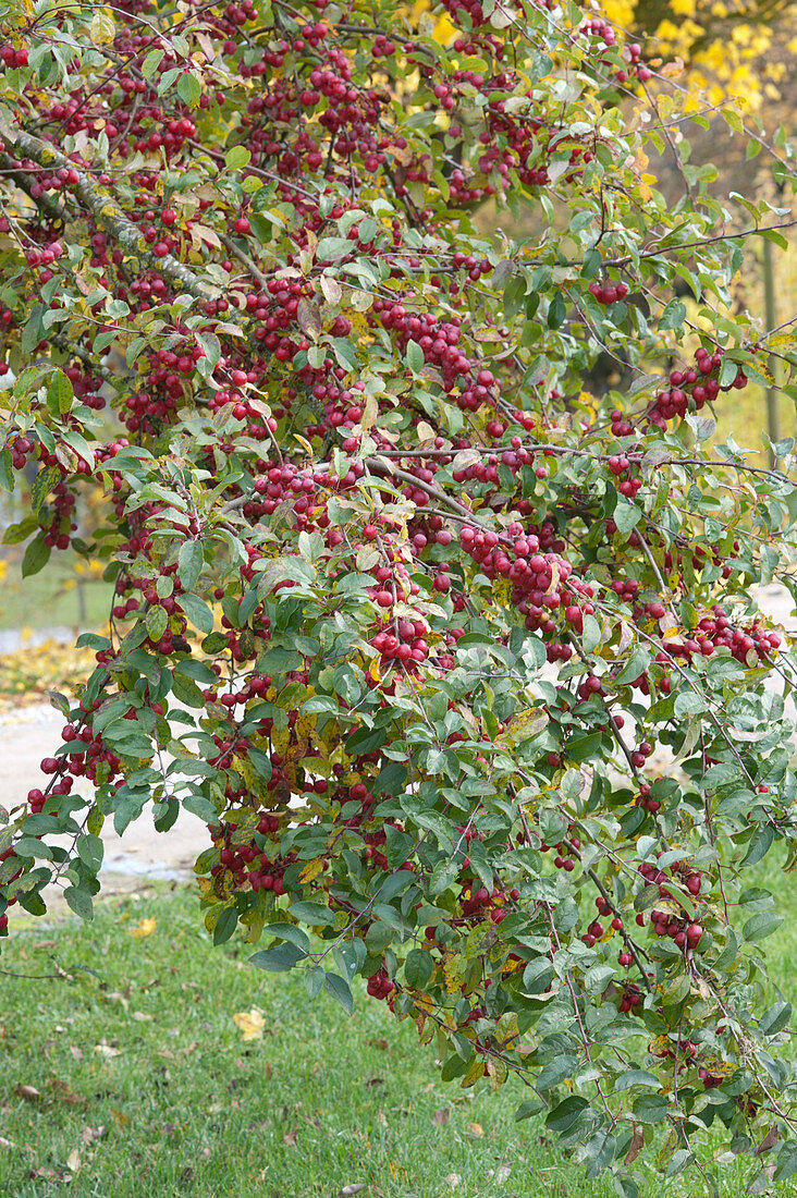 Crab apple tree 'Evereste' with red fruits