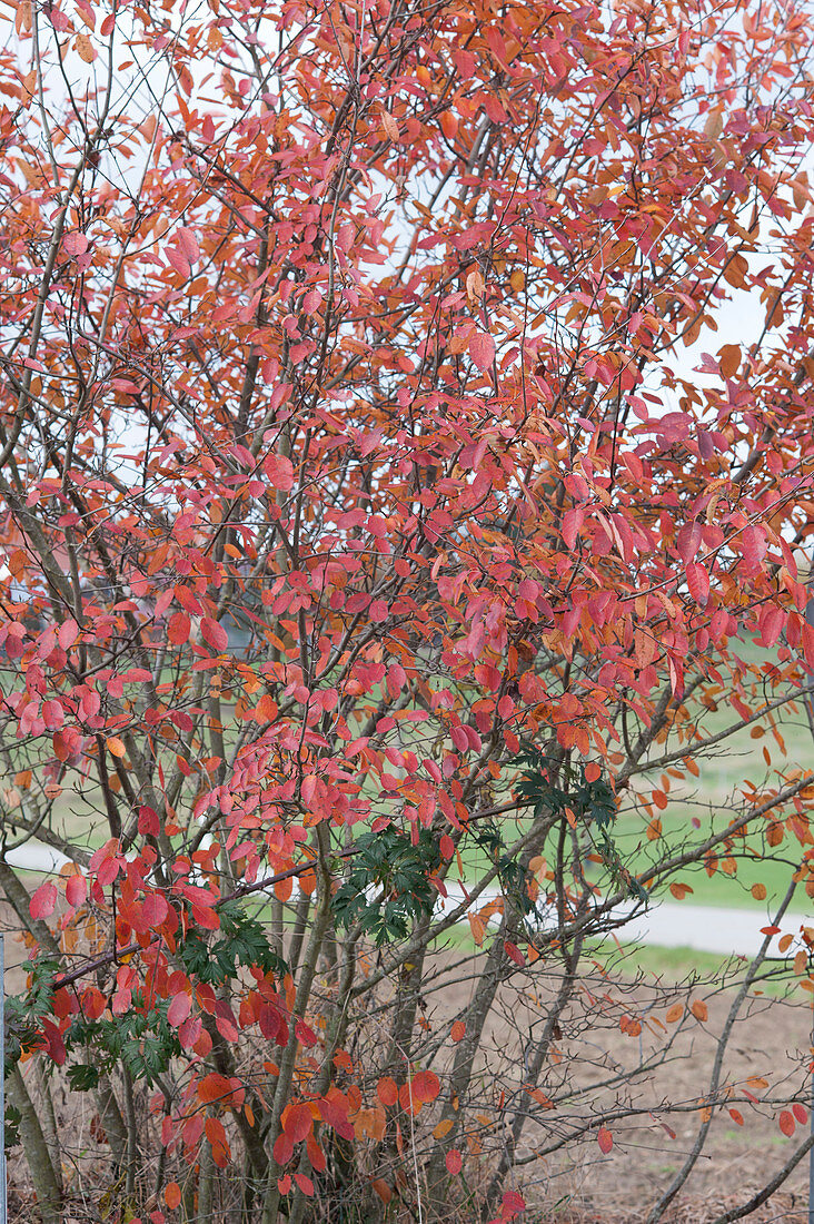 Rock pear with red autumn leaves