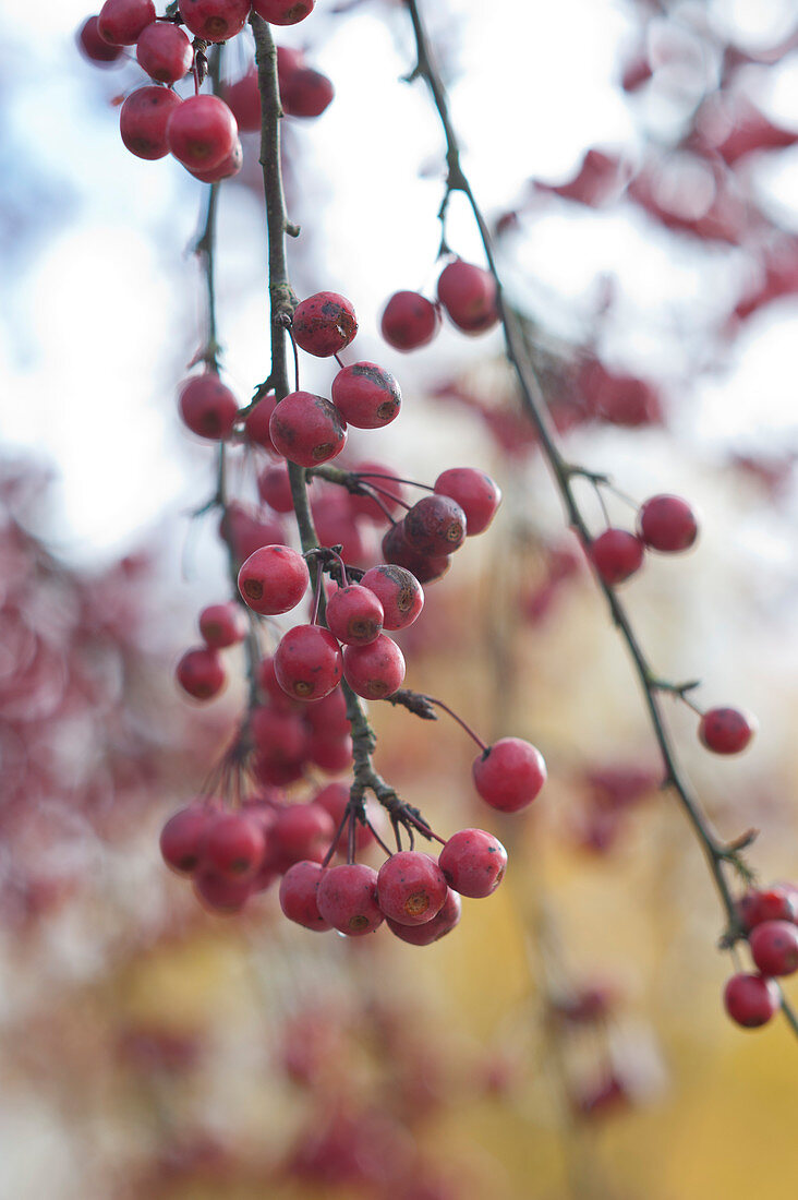 Ornamental apple tree 'Paul Hauber' with red fruits