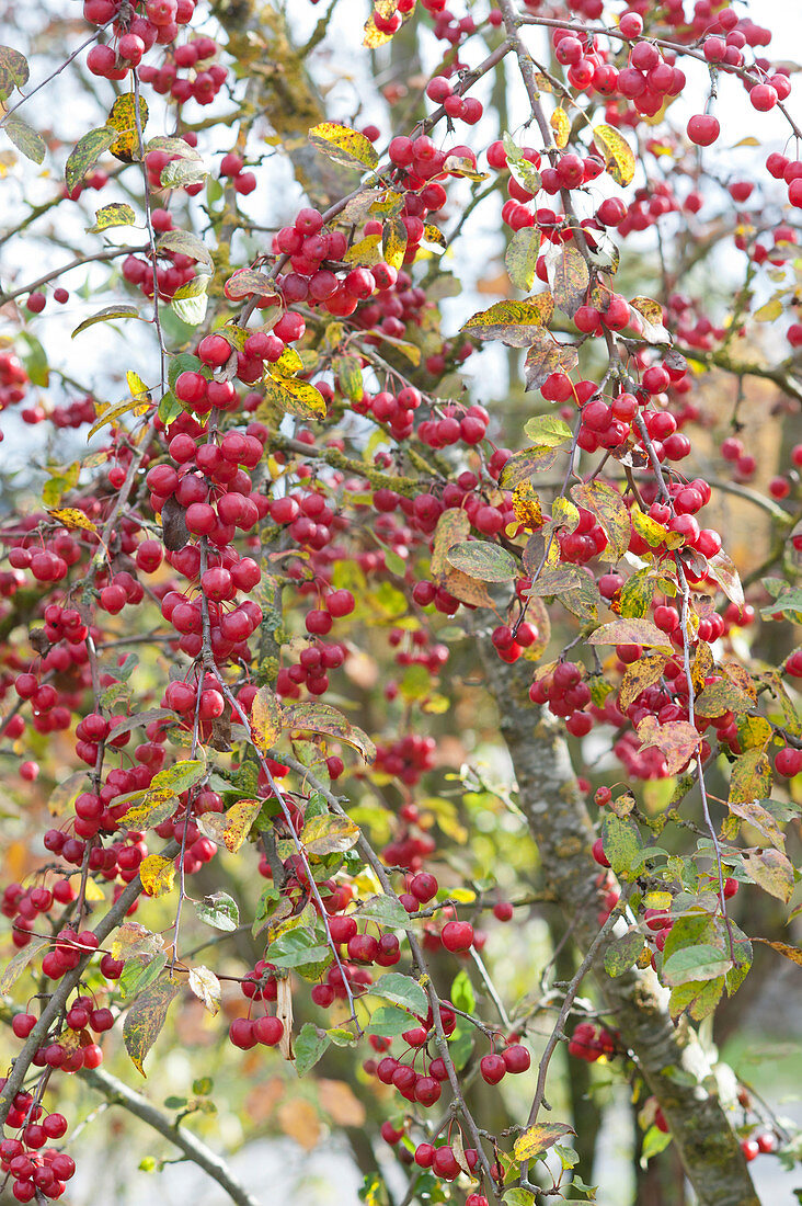 Ornamental apple tree 'Paul Hauber' with red fruits
