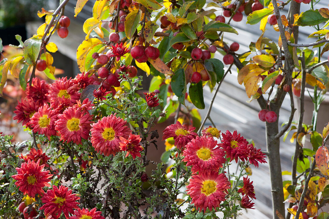 Chrysantheme 'Schwabenstolz' und Zierapfel 'Evereste'