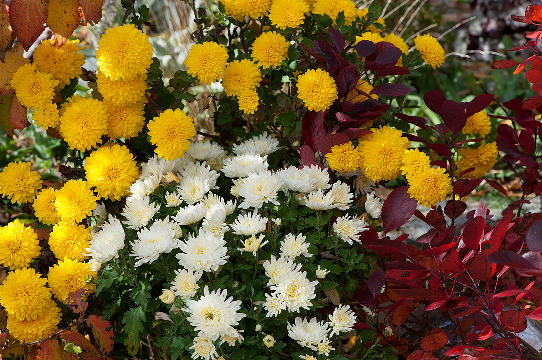 White and yellow chrysanthemums in the autumn garden