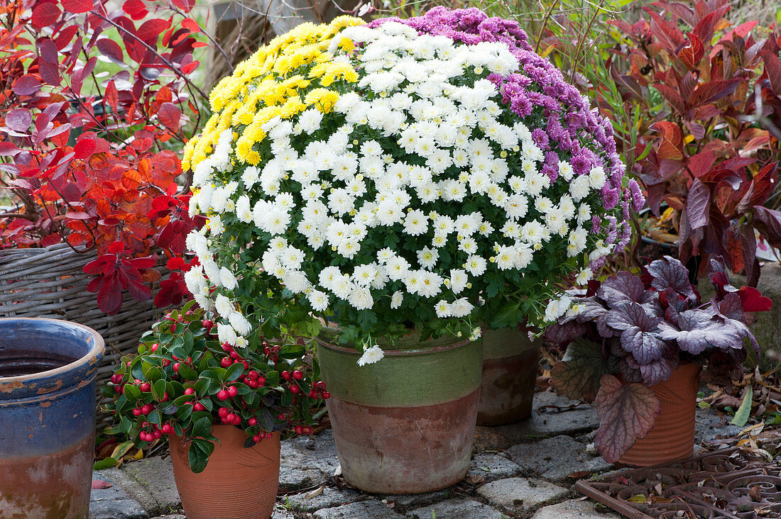 Chrysanthemum as a color mix trio, 'Winter Pearls' and coral bells