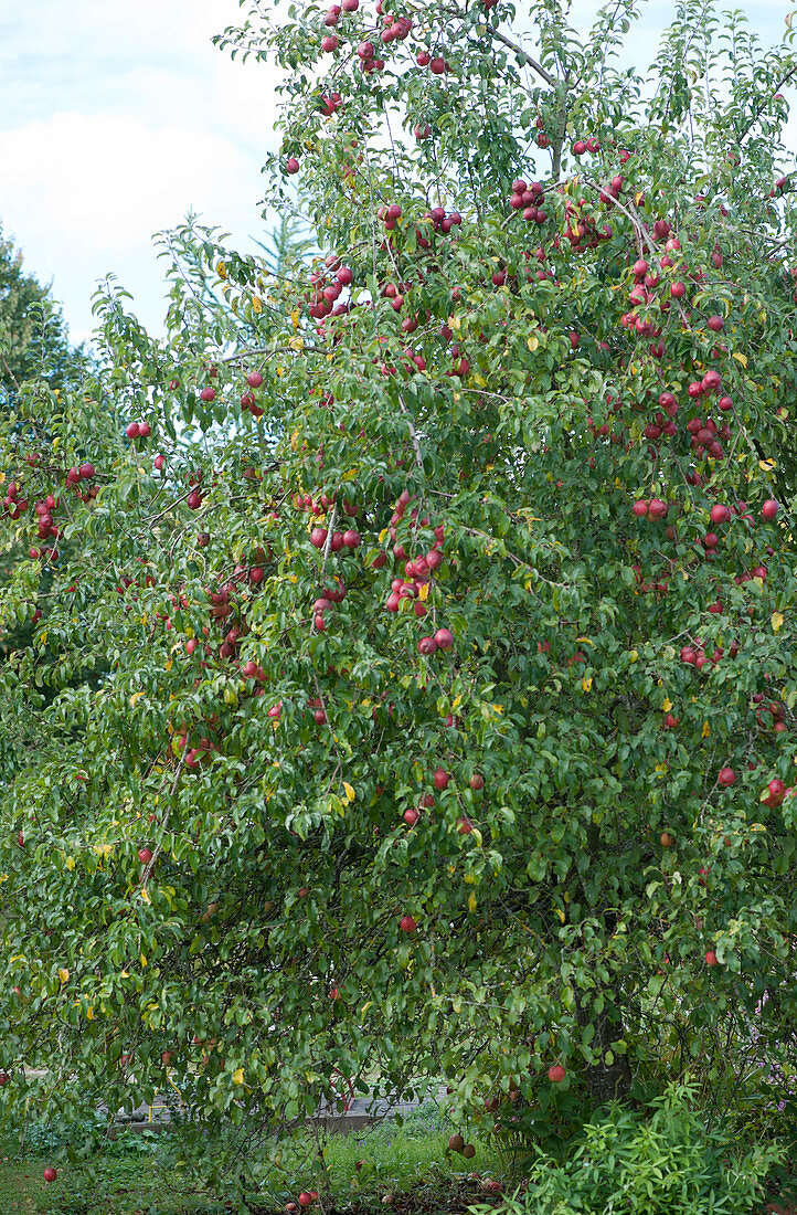 Apple tree with red apples in late summer