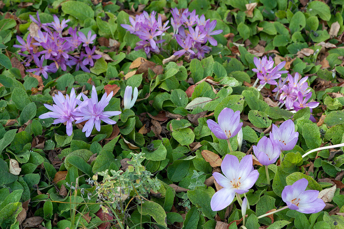Autumn crocus 'Lilac Wonder' unfilled with white eye, 'Waterlily' filled, simple autumn crook on the back