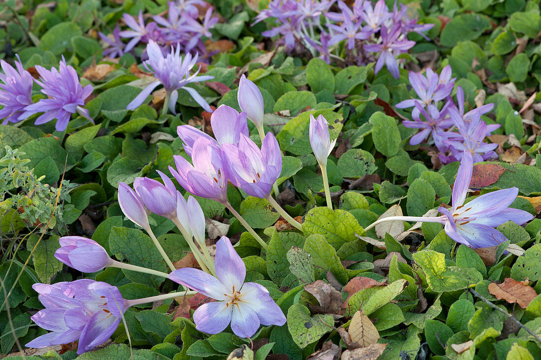 Autumn crocus 'Lilac Wonder' unfilled, in the background 'Waterlily' blooming double