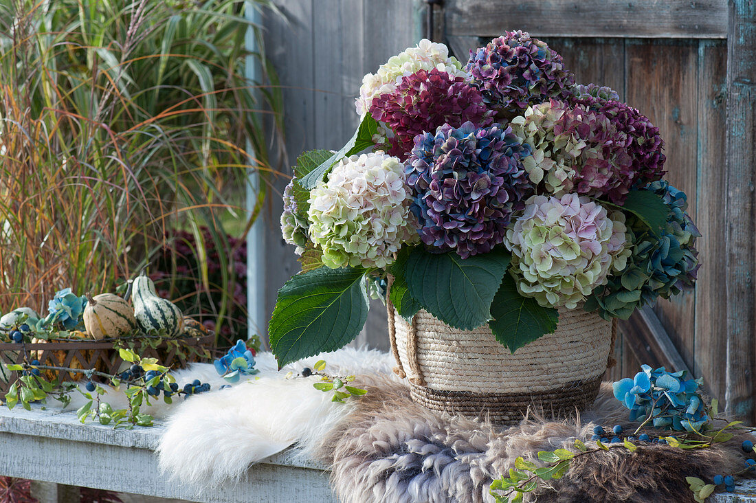 A lush bouquet of hydrangeas in a basket on fur, ornamental pumpkins, and twigs with sloes