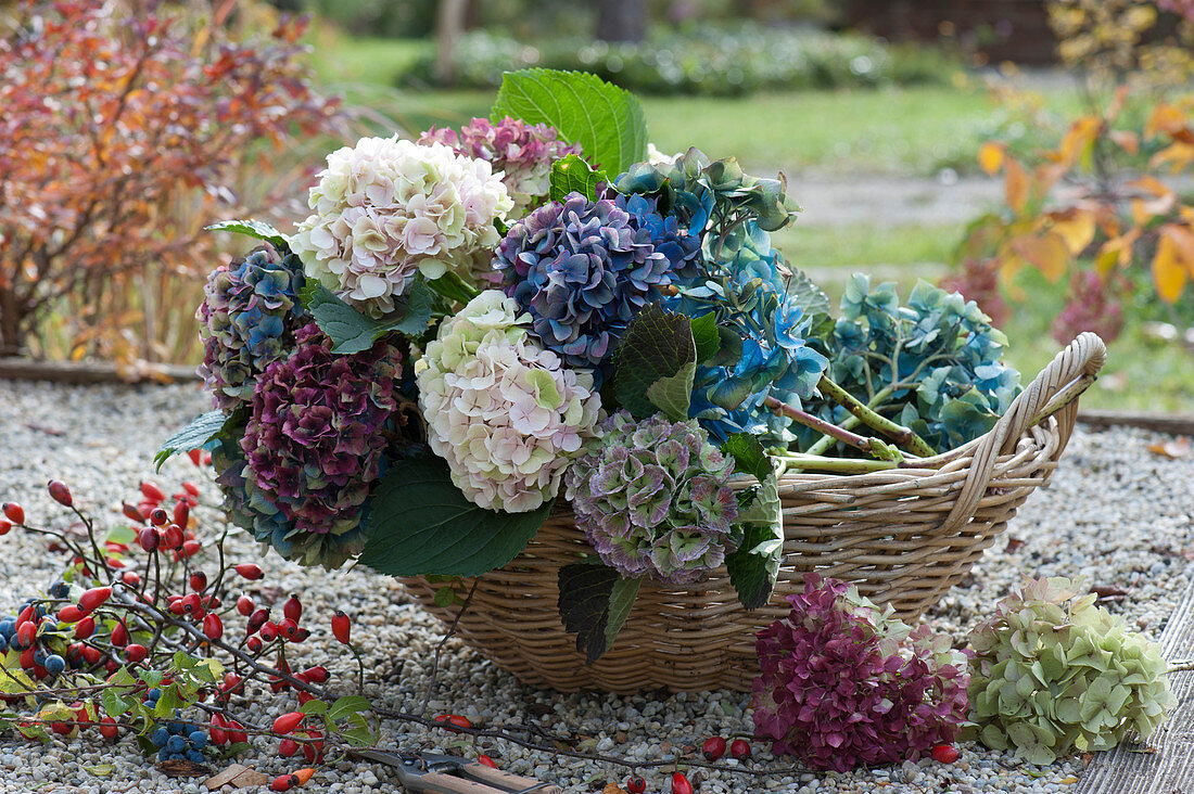Freshly cut hydrangea flowers in a basket, twigs with rose hips and sloes