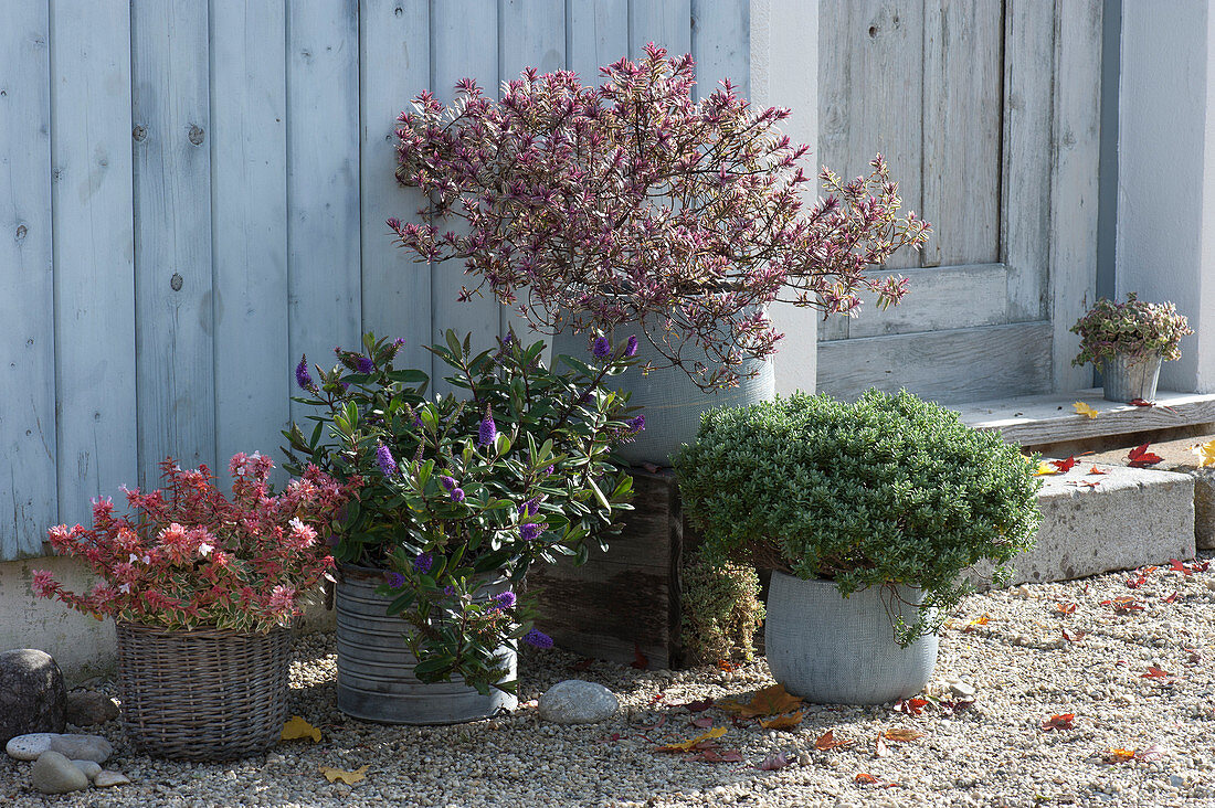 Pot arrangement with Shrub Veronica Magicolors 'Heartbreaker', 'Grethe' 'Sutherlandii' and Abelie 'Confetti'