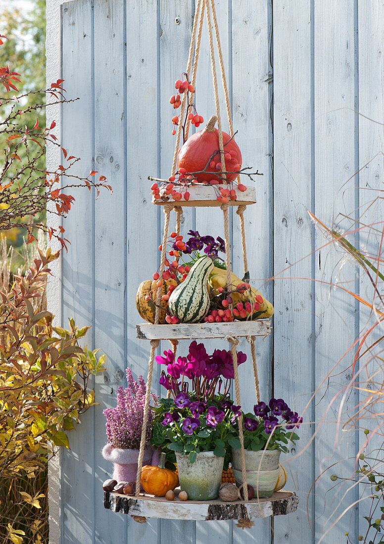 handmade cake stand made of wooden discs decorated with horned violet sorbet 'Phantom', cyclamen, bell heath, pumpkins, and ornamental apples