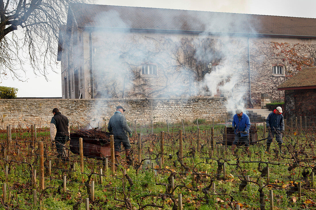 Gebäude und Rebzeilen, Domaine Prieur, Burgund, Frankreich