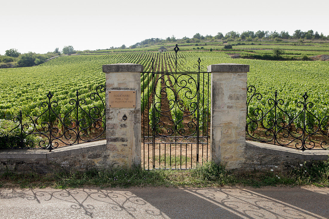 Weinlandschaft, Montrachet Bouchard, Burgund, Frankreich