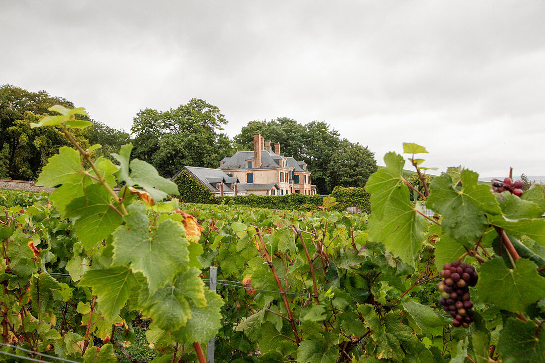 Main building and vines, Taittinger, Champagne, France