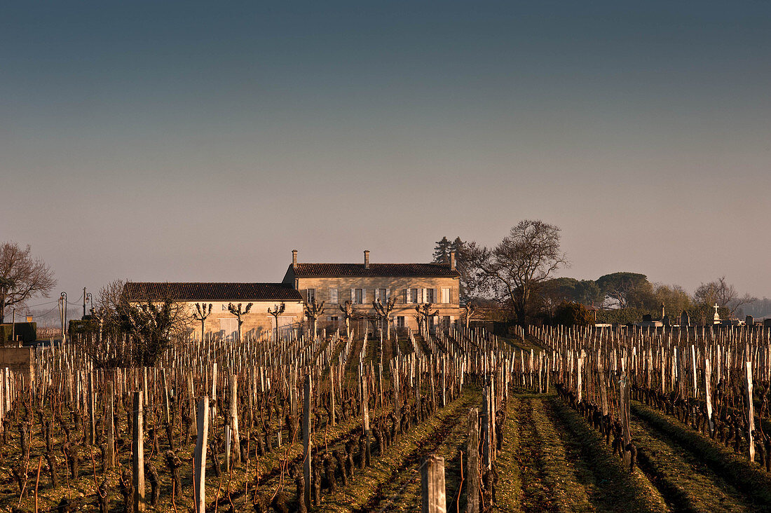 Vineyard landscape, Chateau Eglise Clinet, Pomerol, Bordeaux, France