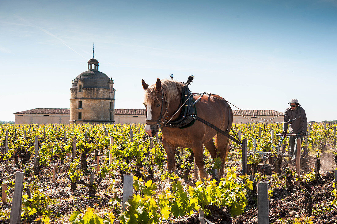 A tower, a vintner and a horse in the vinyard at Chateau Latour, Pauillac, Bordeaux. France
