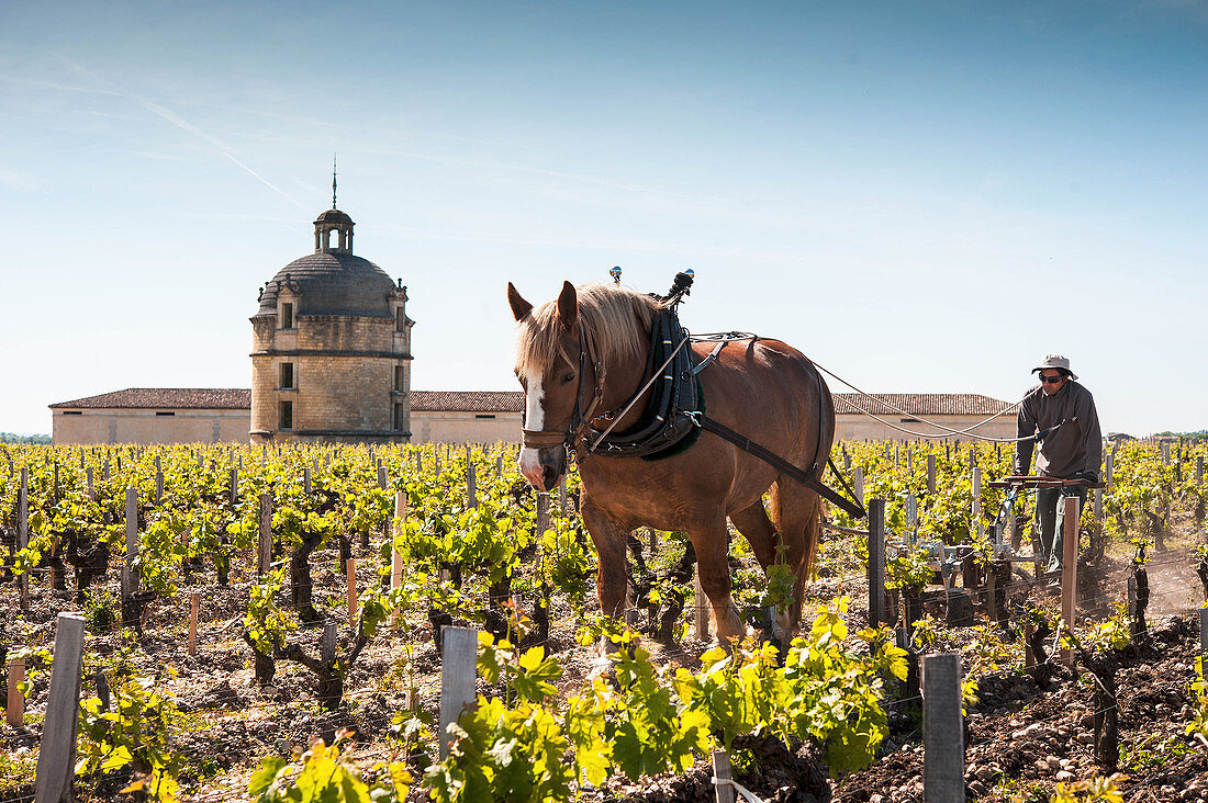 Rebfeld mit Turm, Winzer und Pferd, Château Latour, Pauillac, Bordeaux, Frankreich