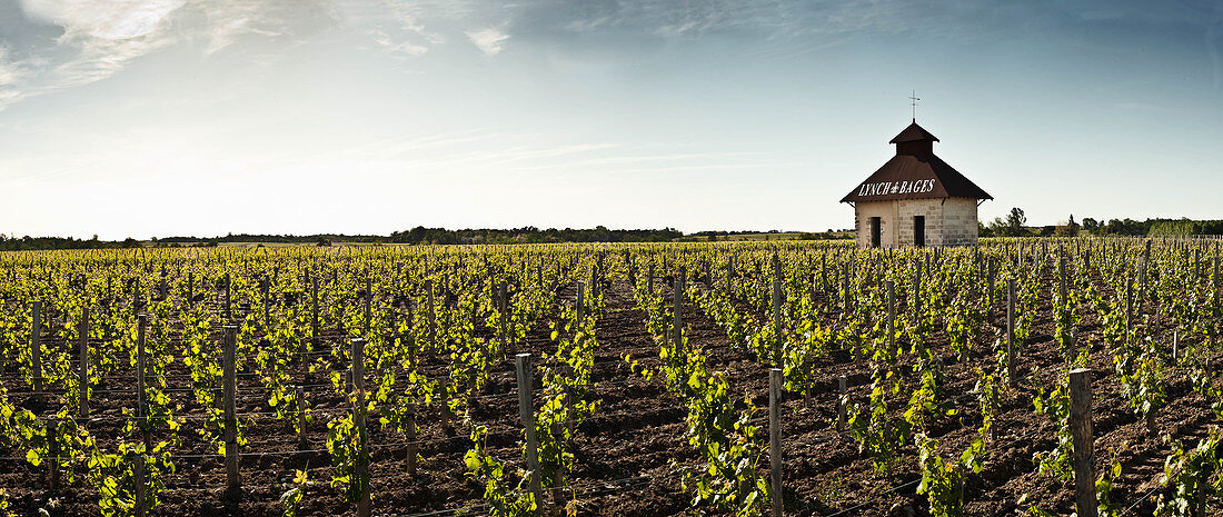 Vineyard landscape with cottage, Chateau Lynch Bages, Pauillac, Bordeaux, France