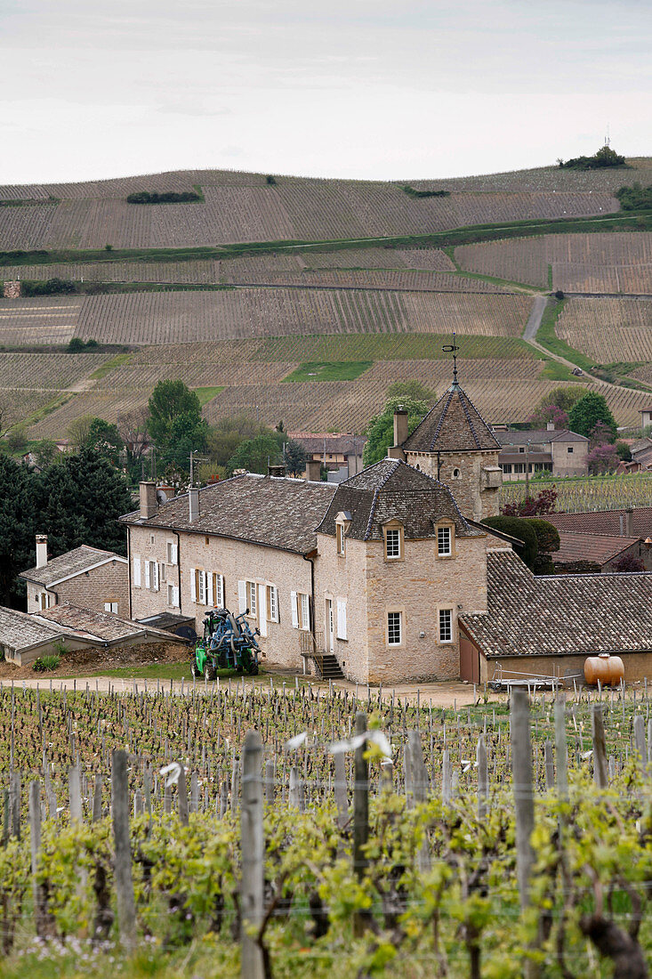 A vineyard landscape and Chateau de Pouilly, Pouilly Fuisse, Burgundy, France