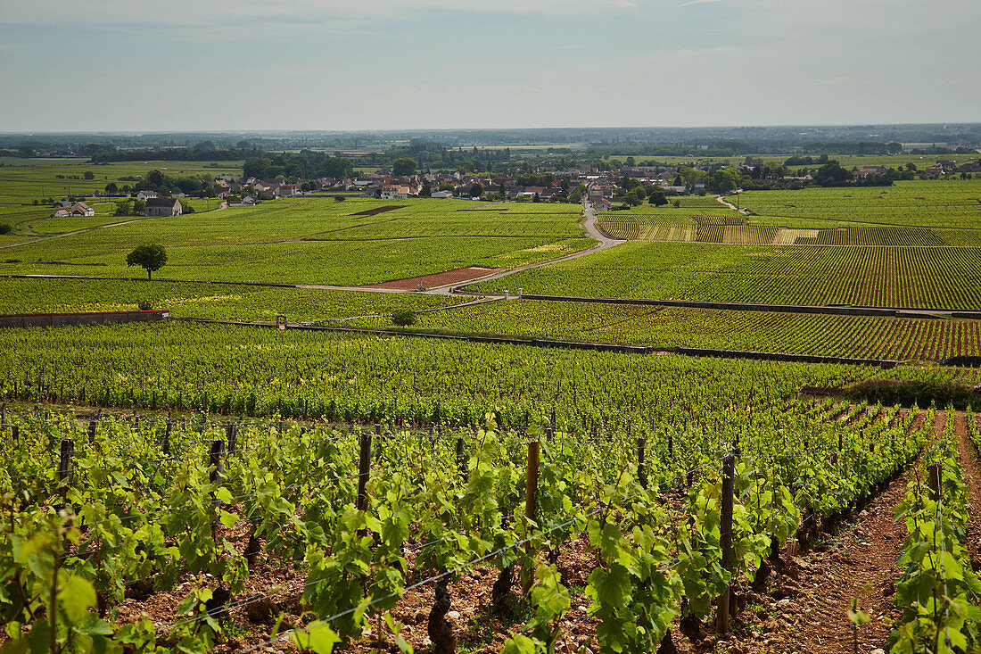 Weinlandschaft, Domaine Leflaive, Burgund, Frankreich