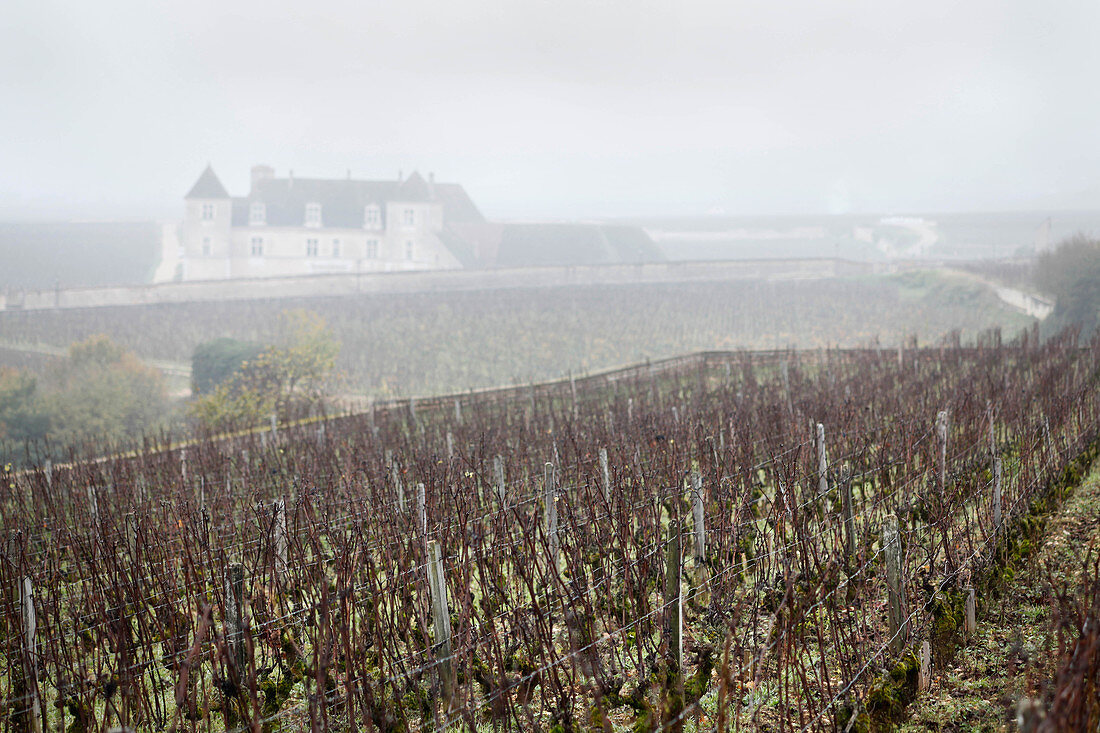 Weinlandschaft im Nebel, Domaine Vogue, Burgund, Frankreich