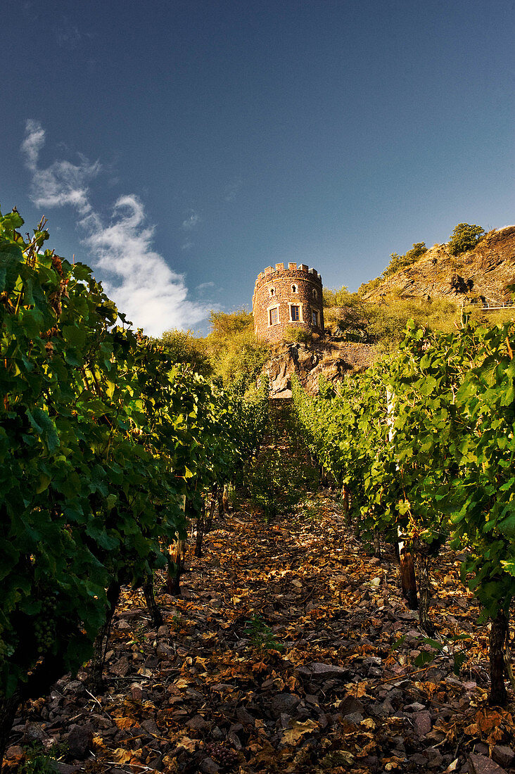 A vineyard landscape with a tower, near Hermann Dönnhoff vineyard, Rhineland Palatinate, Germany