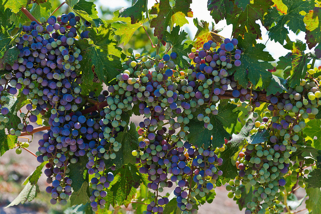 Weintrauben, Cathy Corison Winery, Napa Valley, Kalifornien, USA