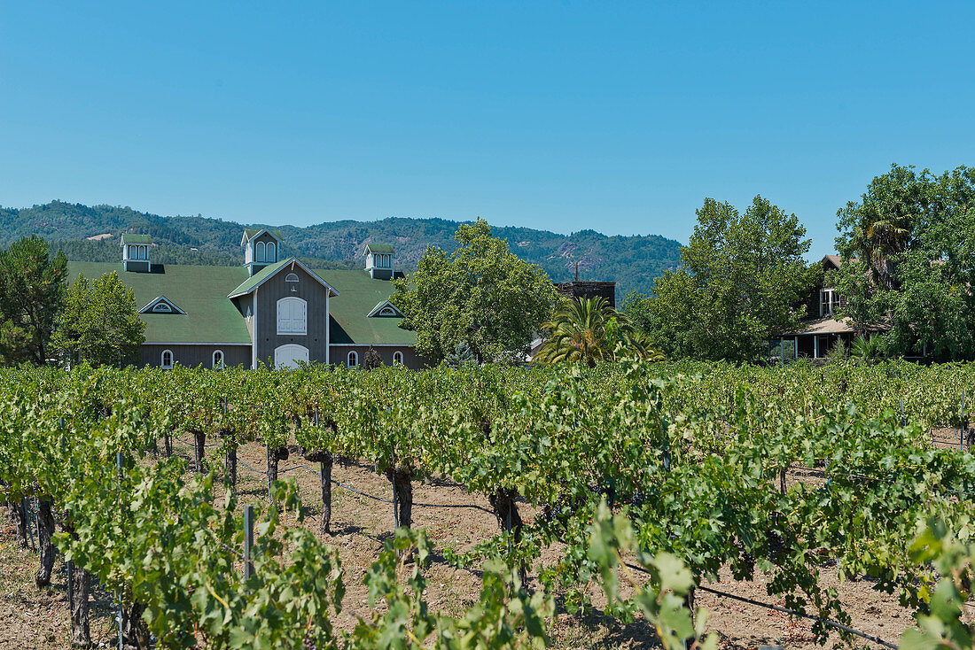 Weinlandschaft, Cathy Corison Winery, Napa Valley, Kalifornien, USA