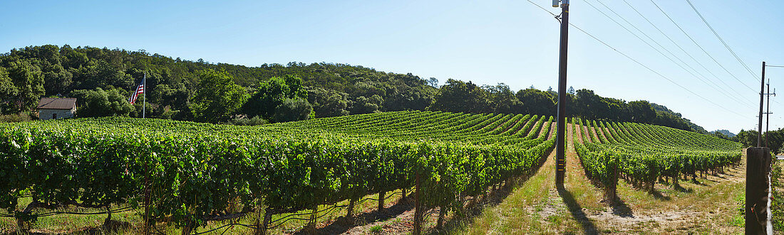 Weinlandschaft, Silverado Trail, Napa Valley, Kalifornien, USA