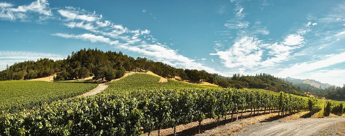 A Vérité Wines vineyard, California, USA