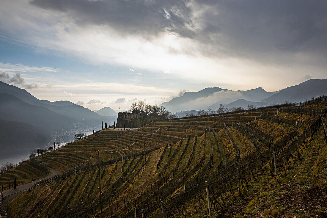 Weinberge, Castello Morcote, Tessin, Schweiz