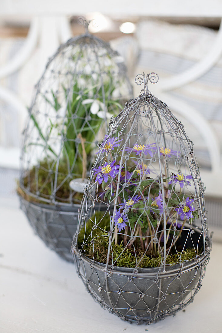 Wire, egg-shaped planters for Easter arrangements