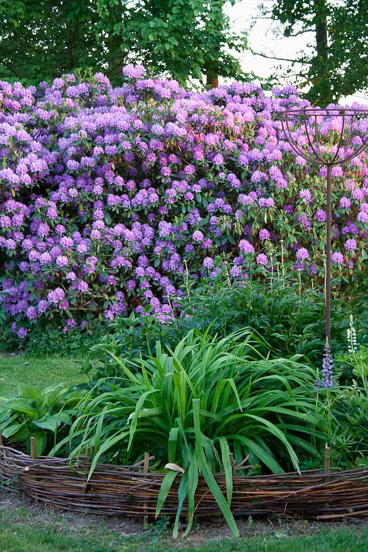 Rhododendron Hybride 'Catawbiense Grandiflorum'