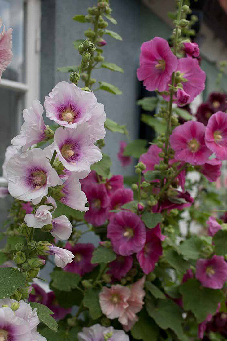 Flowering hollyhocks against house wall