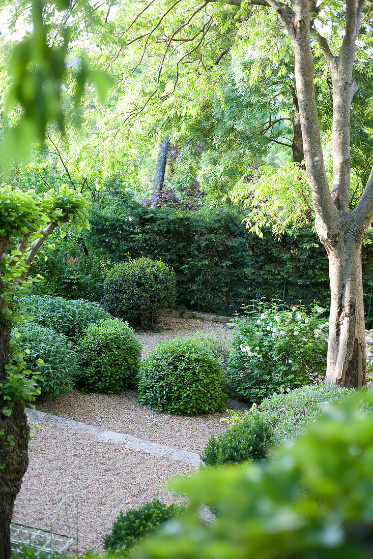 Buchsbaumkugeln im Garten mit Kiesbett